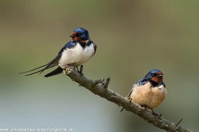 Sind das die Dornenvögel ? :-))