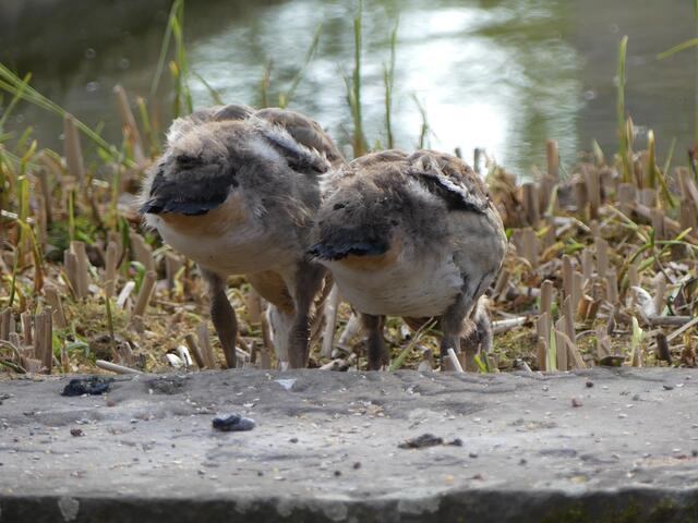 Wie soll ich das verstehen?