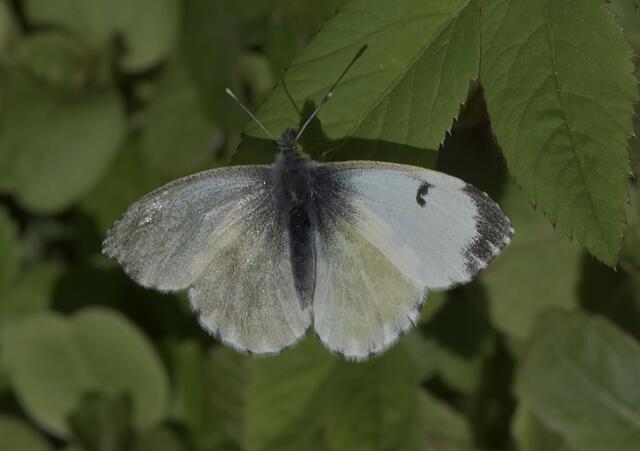 Aurorafalter-Weibchen (Anthocharis cardamines)   - mit nicht  identischen Oberflügel-Seiten
