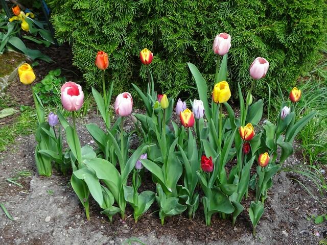 Tulpenblüte in unserem Garten