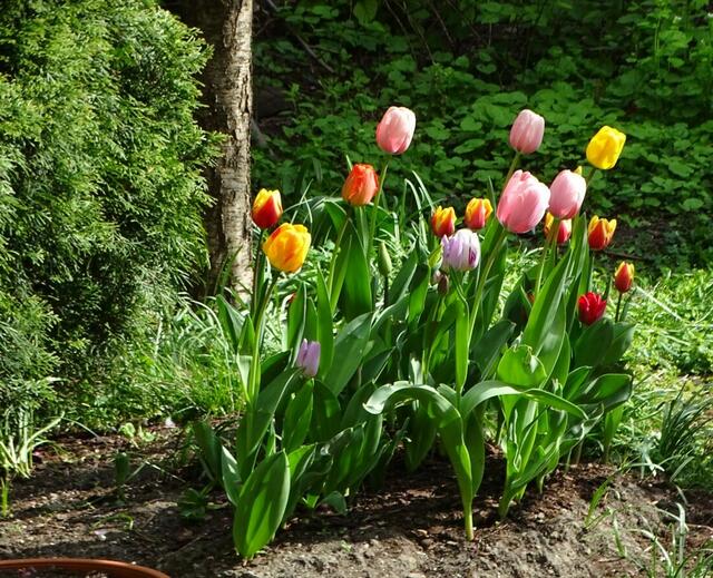 Tulpenblüte in unserem Garten