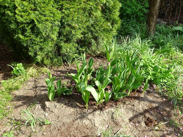 Tulpenblüte in unserem Garten