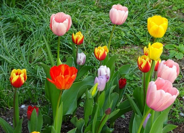Tulpenblüte in unserem Garten