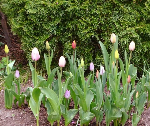 Tulpenblüte in unserem Garten