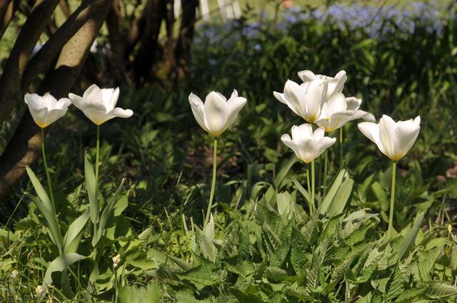 Frühling im hannoverschen Stadtpark