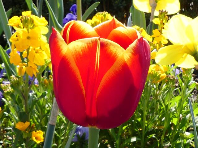Flammendes Rot