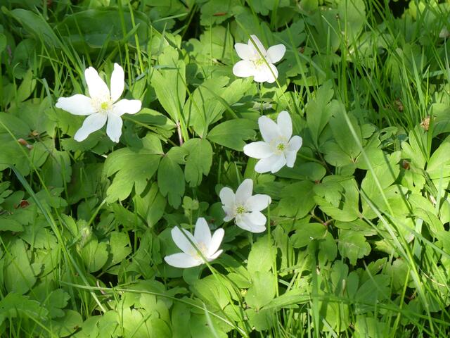 ..........kleine Wilde.