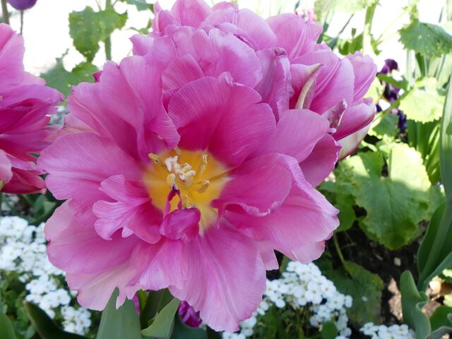 Gefüllte Tulpe