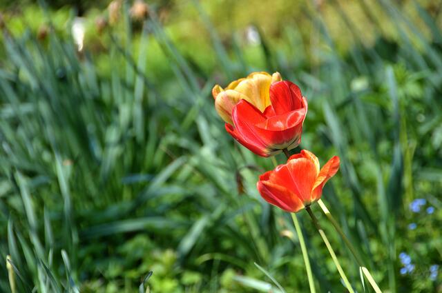 Frühling im hannoverschen Stadtpark