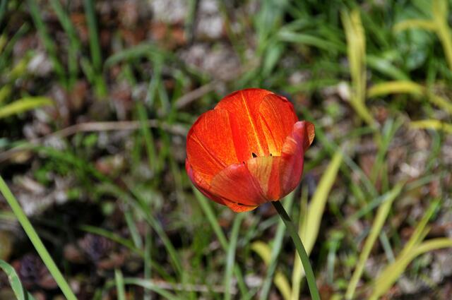 Frühling im hannoverschen Stadtpark