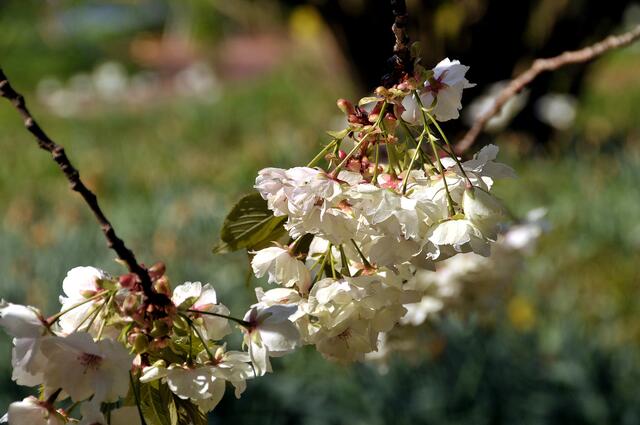 Frühling im hannoverschen Stadtpark