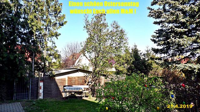 16  21.4.2019 - Sonntagsbilder - Fliederbaum (16) ! Temp: 6:18 / 2,1°C plus und 9:341 plus 18,9°C / Es werden Höchsttemperaturen von 21° (gefühlt: 21°) und schwacher Wind (13 km/h) aus Ost mit frischen Böen (30 km/h) erwartet. Es kommt zu Niederschlagsmengen von 0 l/m², die Niederschlagswahrscheinlichkeit beträgt 8%, die Sonne scheint 13 Stunden.