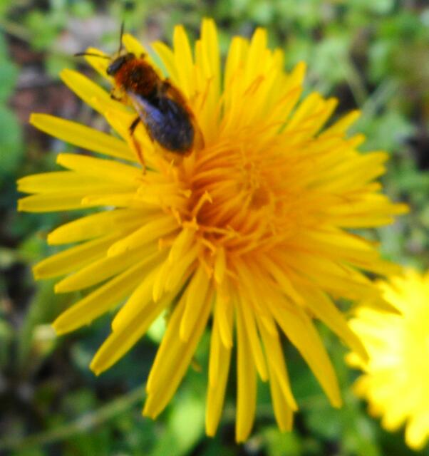 "Hier gibt es nichts mehr zu holen ... also auf zur nächsten Blüte."                                                                                          Da das Bienchen kurz vor dem Abflug war und auch der Wind in dem Moment ein bißchen kräftiger wehte, ist das Bild leider etwas unscharf geworden.