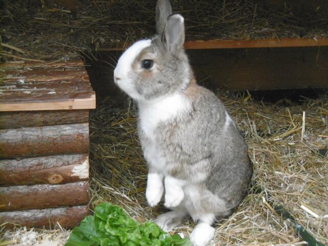 Harry (Pflegestelle)