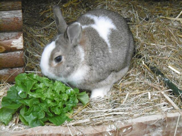 Harry (Pflegestelle)