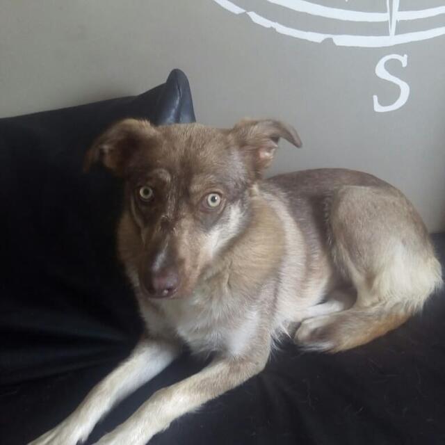 Belina (Pflegestelle)