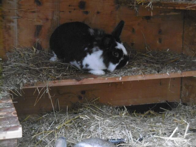 April (Pflegestelle)