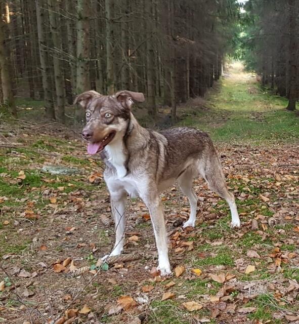 Belina (Pflegestelle)