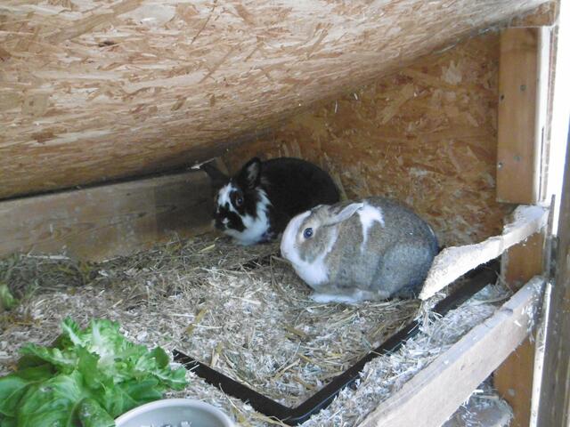 April und Harry (Pflegestelle)