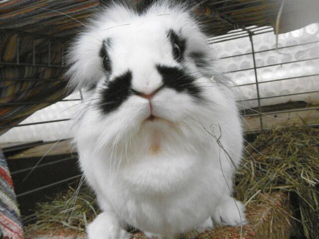 Milla (Pflegestelle)