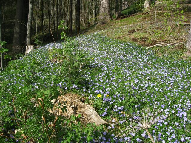 Ich beginne meine Wanderung und gleich zu Beginn, diese Überraschung: Der Wald feiert sein blaues, "Immergrün(es)" Osterfest.