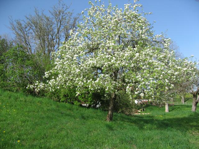 Ein blühender Apfelbaum am Wegesrand.