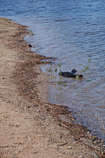Ein Teil des Strandes....