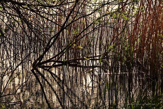 ..beruhigtes Wasser mit Spiegelungen...