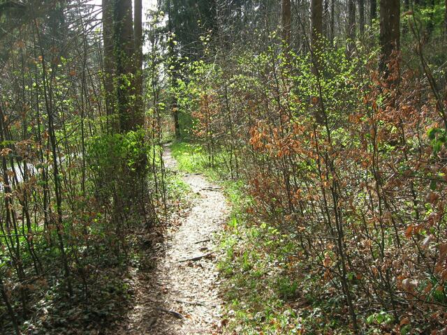 Ein Waldweg, ganz nach meinem Geschmack. Ich fühle mich so gut hier!