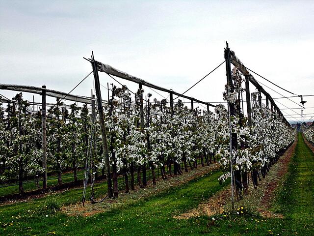Bilder von der Apfelblüte aus der Plantage des Obsthofes Müller in Querfurt - 26.4.2019 !
