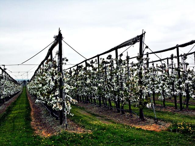 Bilder von der Apfelblüte aus der Plantage des Obsthofes Müller in Querfurt - 26.4.2019 !