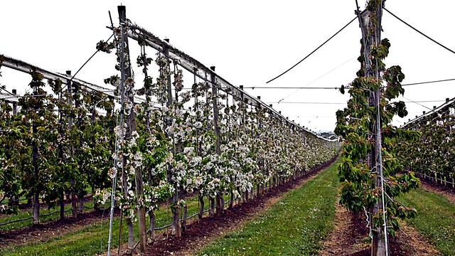 Bilder von der Apfelblüte aus der Plantage des Obsthofes Müller in Querfurt - 26.4.2019 !