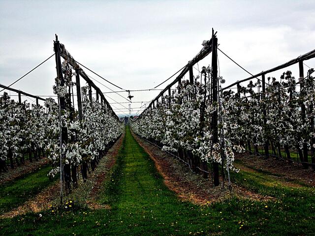 Bilder von der Apfelblüte aus der Plantage des Obsthofes Müller in Querfurt - 26.4.2019 !