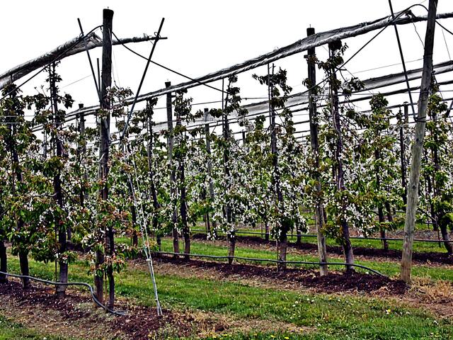 Bilder von der Apfelblüte aus der Plantage des Obsthofes Müller in Querfurt - 26.4.2019 !