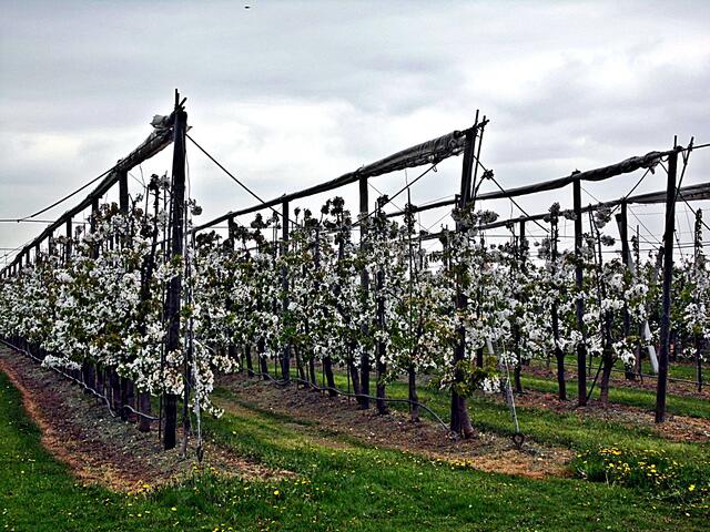 Bilder von der Apfelblüte aus der Plantage des Obsthofes Müller in Querfurt - 26.4.2019 !