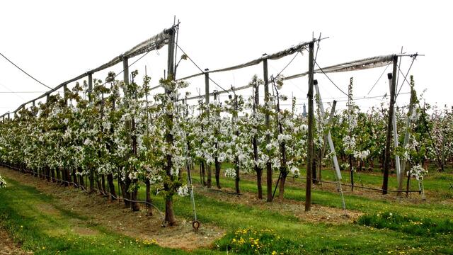 Bilder von der Apfelblüte aus der Plantage des Obsthofes Müller in Querfurt - 26.4.2019 !