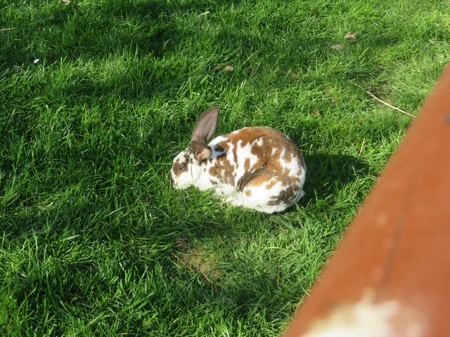 Ein schön geflecktes.