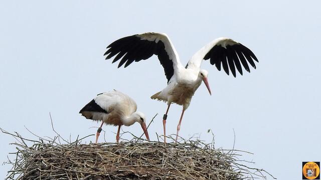 Die Dame  fliegt ab und der Herr bleibt da.