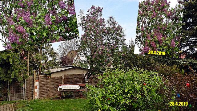 17 5.5.2019 - Sonntagsbilder - Fliederbaum (18) !  Temp: 6:31 / 1,4°C plus und 10:14 plus 12,9°C /  in der Sonne sind es 18,9°C Es werden Höchsttemperaturen von 12° (gefühlt: 11°) und schwacher Wind (11 km/h) aus Nordwest mit frischen Böen (30 km/h) erwartet. Es kommt zu Niederschlagsmengen von 0 l/m², die Niederschlagswahrscheinlichkeit beträgt 16%, die Sonne scheint 11,5 Stunden.