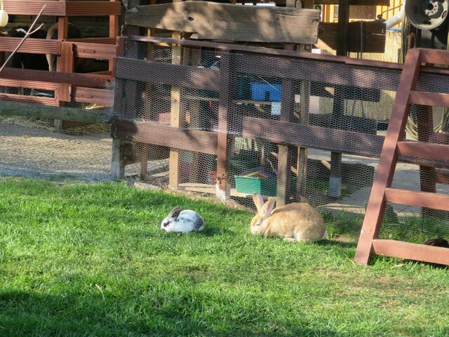Auch Kanienchen gab es hier.