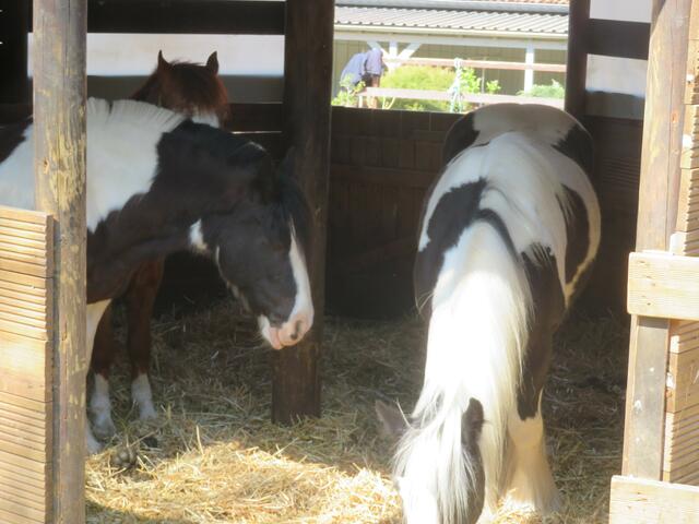 Die zwei sind noch am fressen.