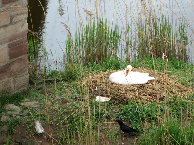 Ein brütender Schwan an der Werrabrücke achtet auf einen schwarzen Passanten.