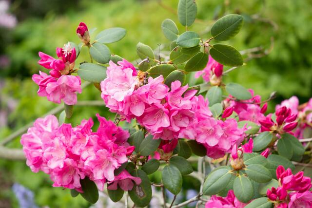 Rhododendren schon kräftig