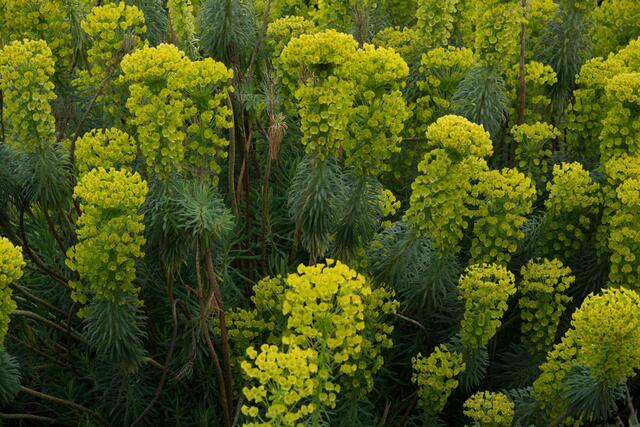 Wüstenblüten