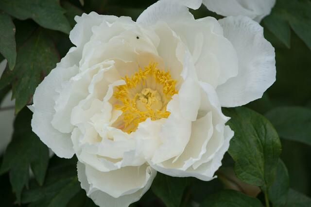 Lieblingsblume