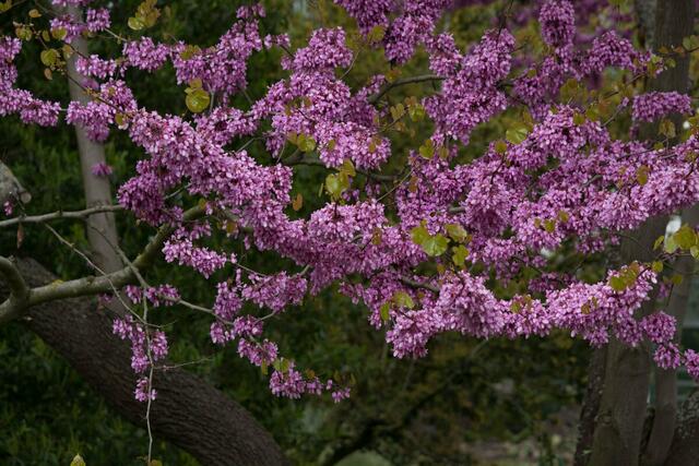 kräftige Farbe