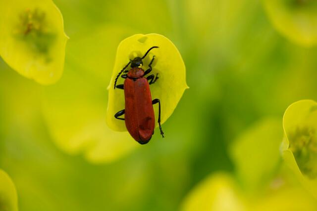 verfangen in der Blüte