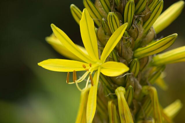 erste Blüte aufgegangen