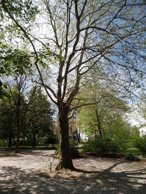 Aus Nogent gestiftete Platane im Nogent-Park