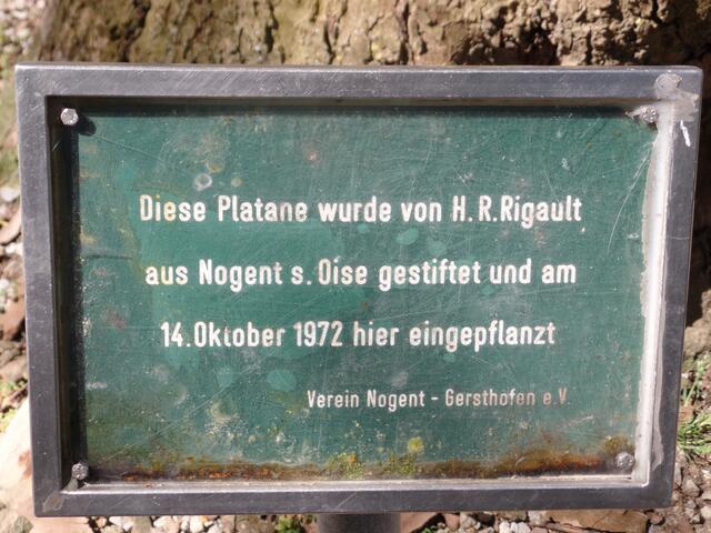 Info-Tafel zur Platane